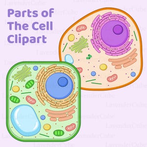 Diagramma cellulare e parti della cellula Clipart - Download digitale - 300 DPI - png