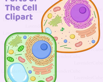 Cell Diagram and Parts of the Cell Clipart - Digital Download - 300 DPI - png