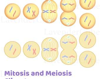 Mitosis and Meiosis Clipart - Digital Download - 300 dpi - png