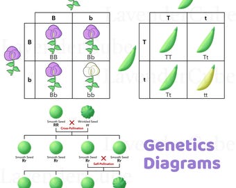 Genetics Diagrams: Mendel's Pea Plant Punnett Squares (Digital Download)