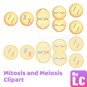 Mitosi e meiosi Clipart - Download digitale - 300 dpi - png