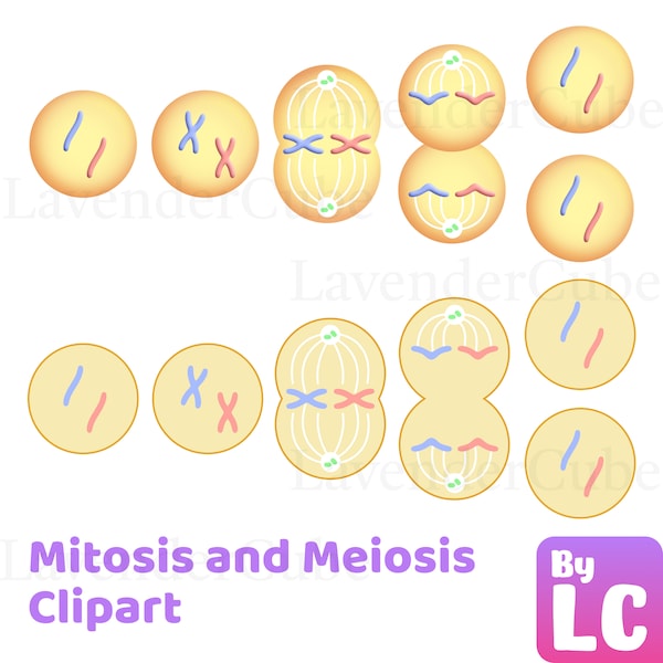 Mitosis and Meiosis Clipart - Digital Download - 300 dpi - png