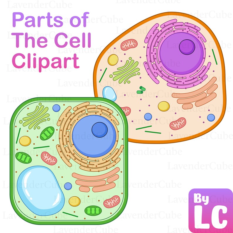 Cell Diagram and Parts of the Cell Clipart - Digital Download - 300 DPI ...