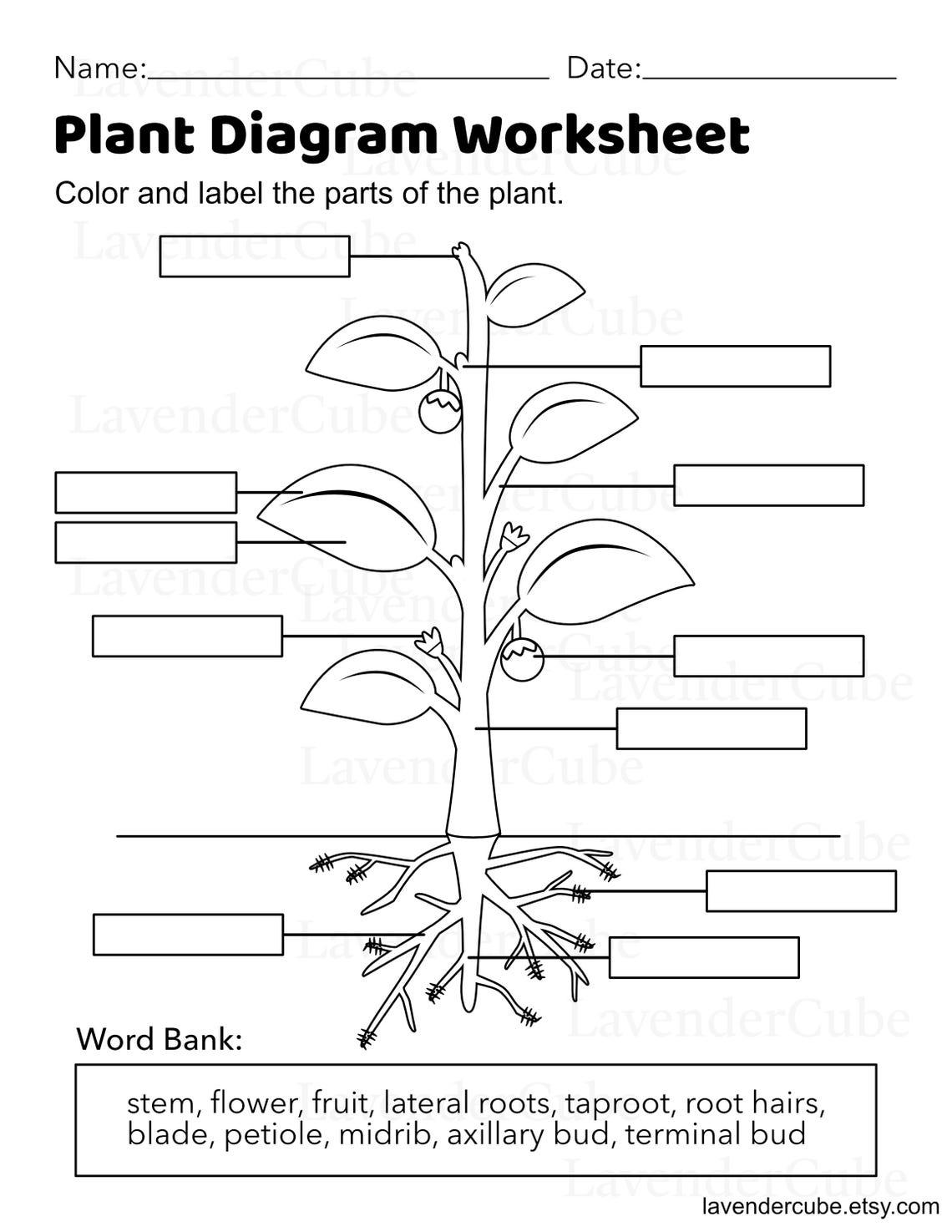 Parts Of The Plant Coloring Worksheet Plant Diagram Homeschool