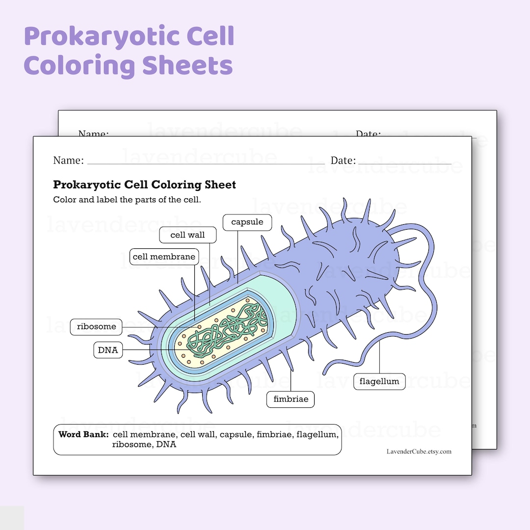 Prokaryotic Cell Coloring Worksheets - Digital Download - 300 DPI - Png ...