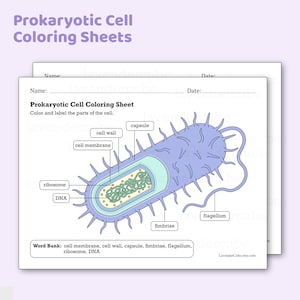 Puede incluir: Dos hojas de papel con el texto "Prokaryotic Cell Coloring Sheets". Una hoja presenta un diagrama de una célula procariota con etiquetas como "cell wall" y "ribosome". La otra hoja está en blanco con campos "Nombre" y "Fecha".