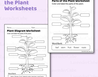 Parts of the Plant Coloring Worksheet - Plant Diagram - Homeschool Teacher - Biology - png