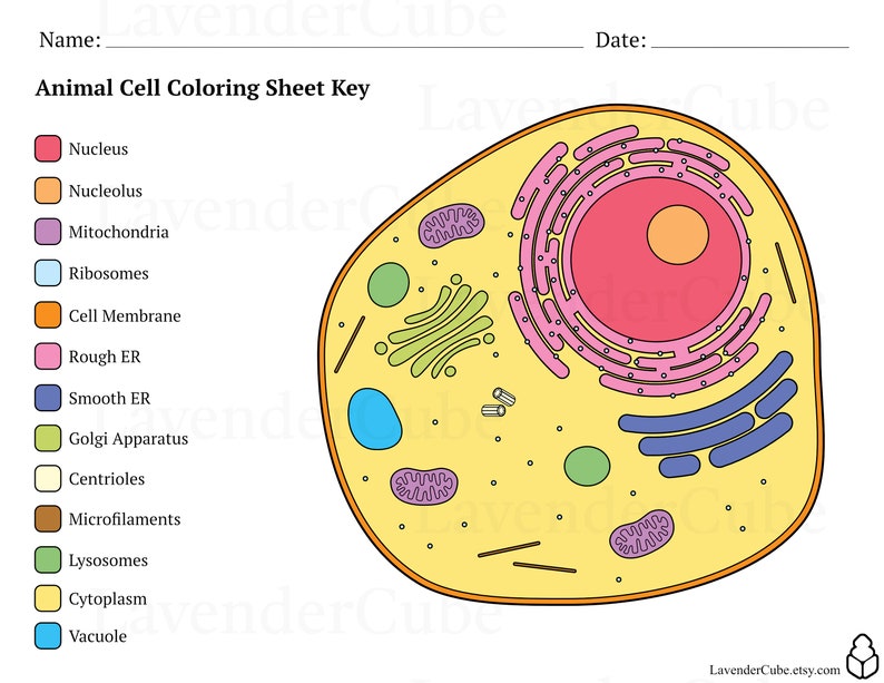 Animal and Plant Cell Coloring Worksheets Digital Download 300 DPI