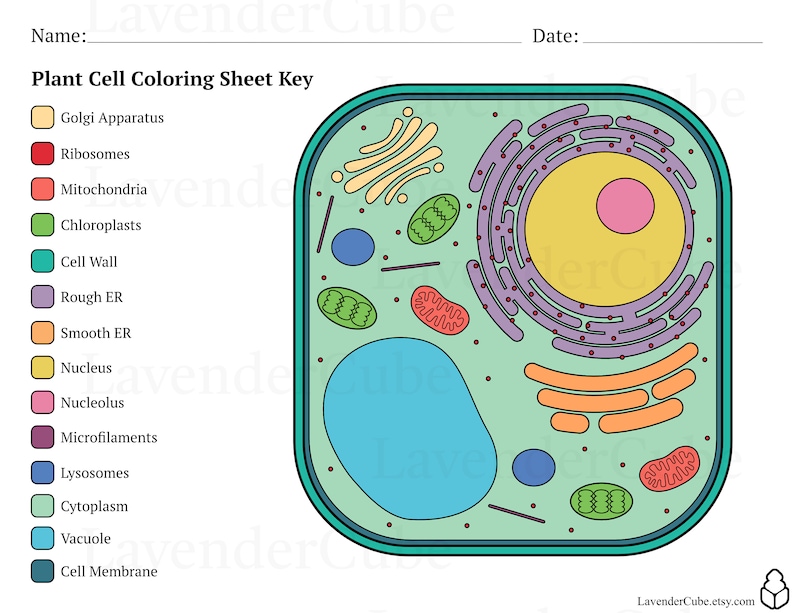 Animal and Plant Cell Coloring Worksheets - Digital Download - 300 DPI