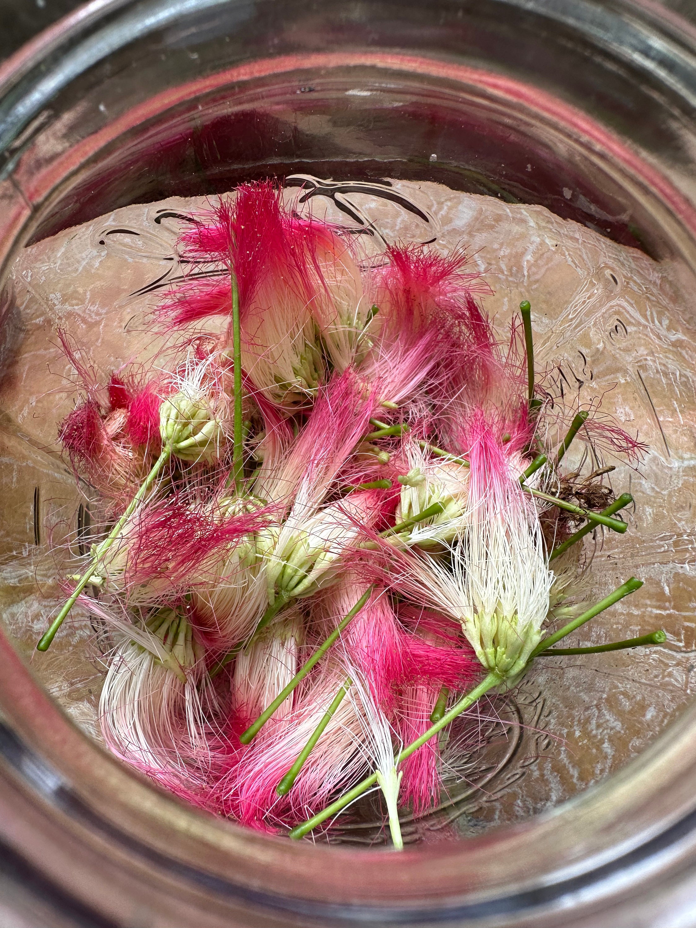 Avoid These Mimosa Tincture Side Effects: Expert Advice - 1a79f8r
