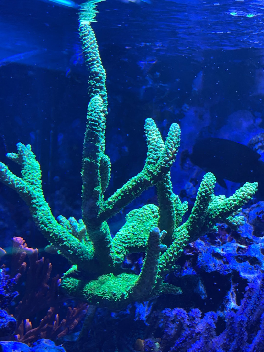 Photo inspiration: Fresh Look at Chasing Corals Growing Corals Alkalinity Basics Guide