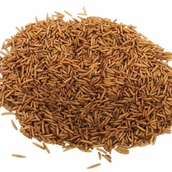 1Kg Calci worms Calciworms BIGGER MORE JUICY than mealworms. Bird Food 1 Kg