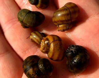 Pond Snails UK Native Trapdoor Snail-(Viviparus viviparus) – The BEST Algae eaters by Far