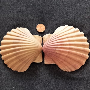 SCALLOP SHELLS: Pilgrim&#39;s shell. Camino de Santiago. Charming sea treasures for decoration, collecting, crafts, and gifts.