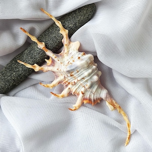 NATURAL SEA SCORPION: Lambis Scorpius Conch. Decorative shell, collectible, or for an unforgettable gift. Excellent