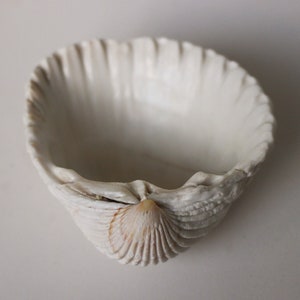 May include: A white seashell with a scalloped edge and a smaller seashell in the center.