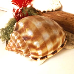 NATURAL SEA SHELL: Phalium Bandatum or banded cap, a beautiful mollusk shell that will spectacularly decorate any space