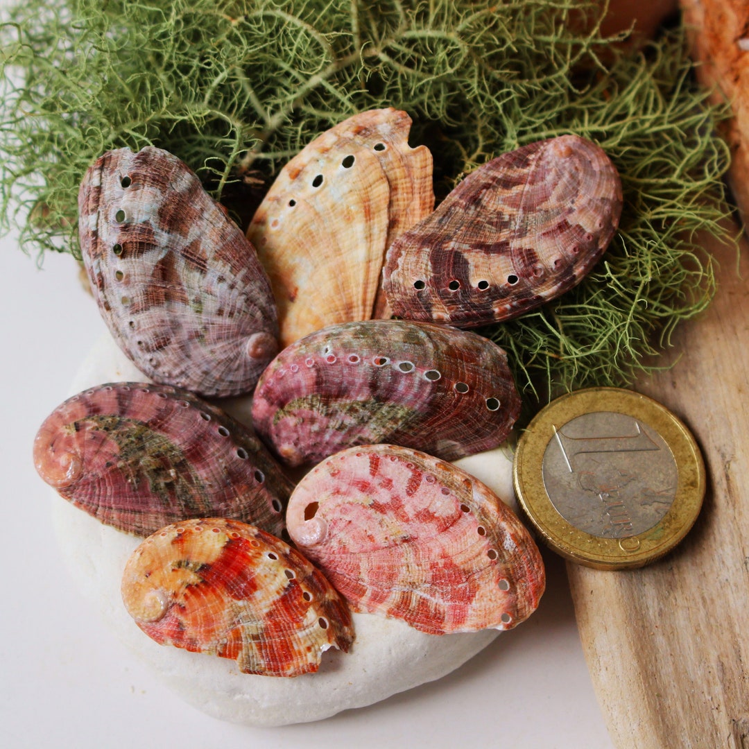 ABALONE SHELLS. Sea Ears. Bivalves. Seashells. Treasures of the Sea