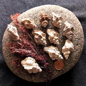 SEA SHELLS. Ocenebra erinaceus. Seashells, authentic treasures of the sea. Decorate your home with a touch of natural marine essence.