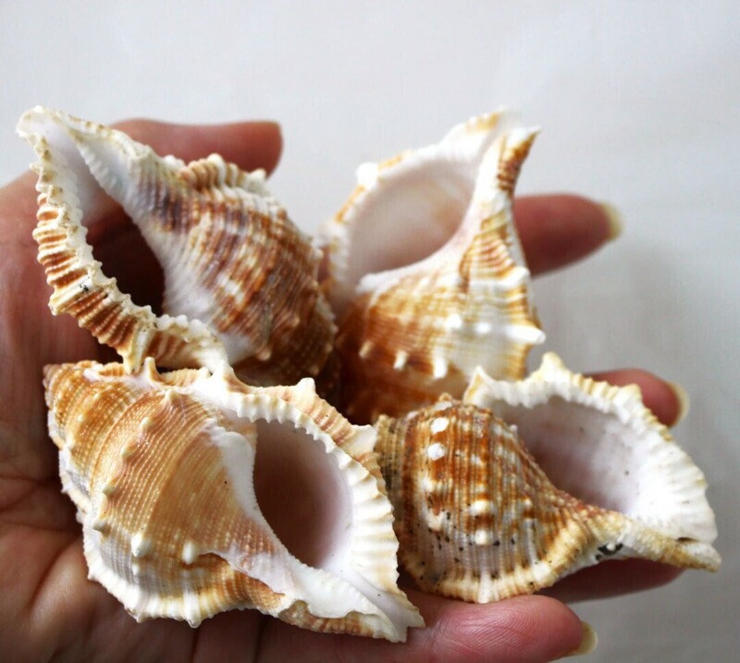 Shell Frogs SHELLS BUFONARIA PERELEGANS, frog Shell. Natural Shells. Treasures of ...