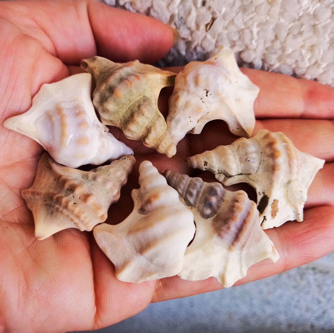 7 Medium Size PELICAN FOOT Shells. Coastal Home Decor With Ocean ...