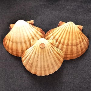 3 LARGE SCALLOP SHELLS. Pilgrim&#39;s shells. Camino de Santiago. Natural and reusable shells for oven cooking. Great gift.