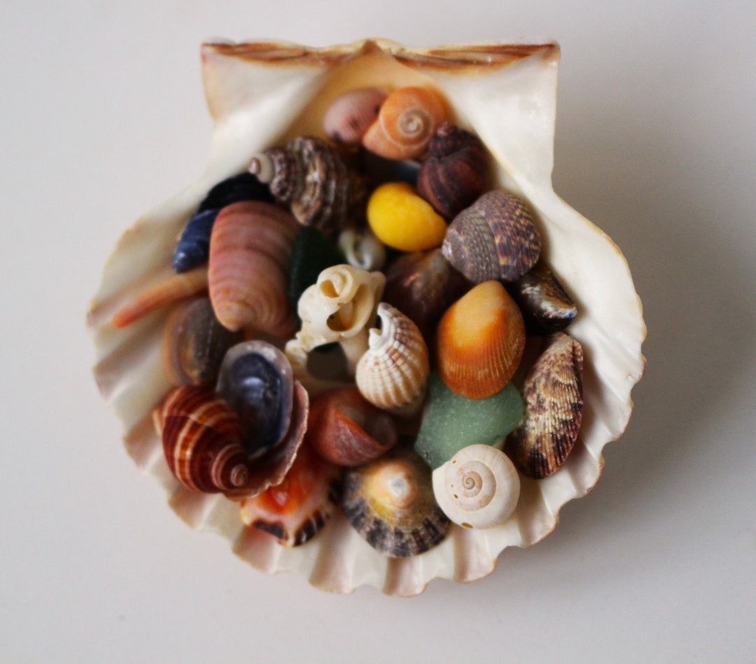 Scallop Made of Various SHELLS and CRYSTALS. Pilgrim Shell. Seashells ...