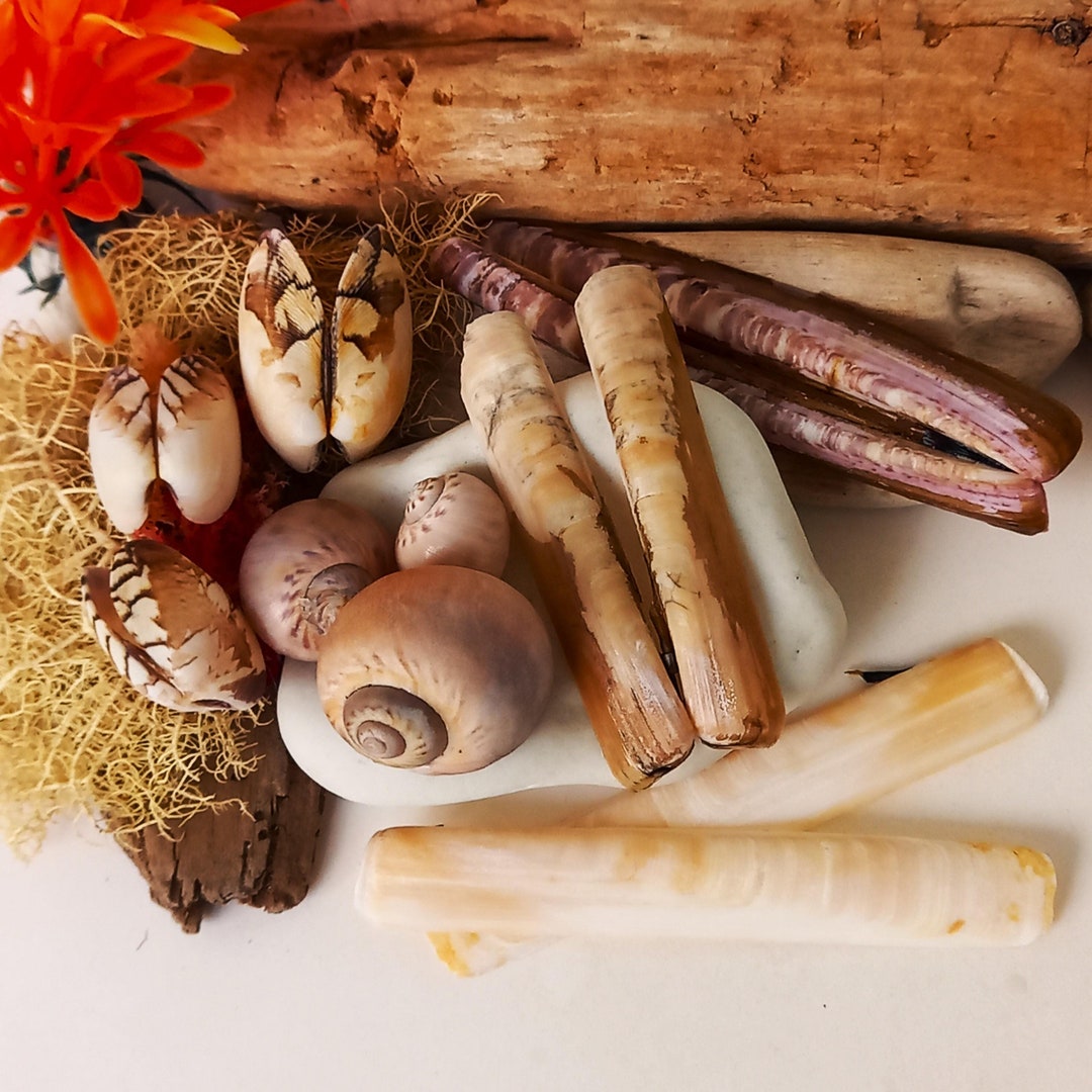 SEASHELL MIX: Clam, Razor Shell, and Moon Shell Necklaces, Ideal for ...