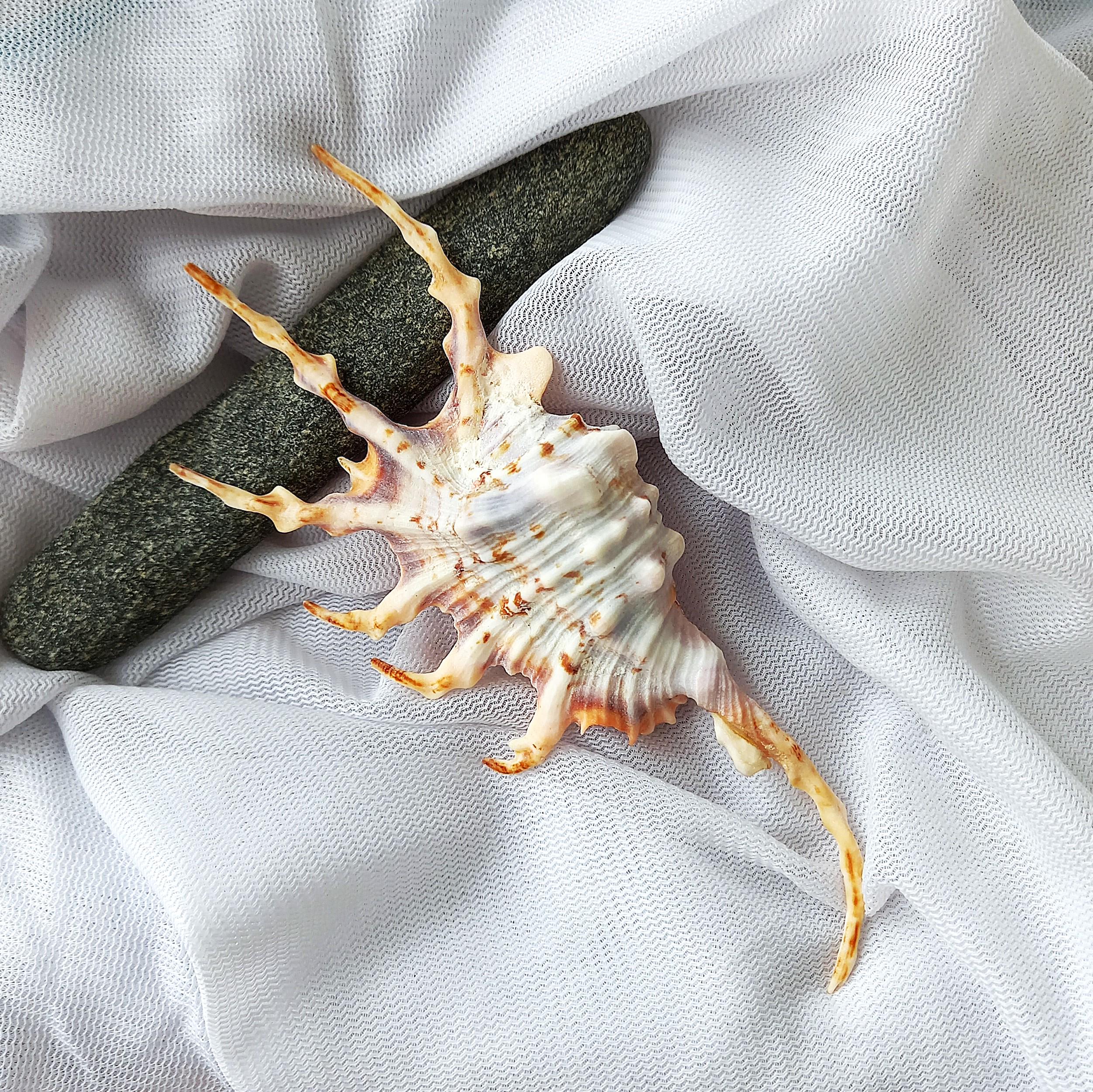 NATURAL SEA SCORPION: Lambis Scorpius Conch. Decorative Shell