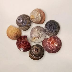 Atlantic Jewels: NATURAL SEASHELLS (Calliostoma zizyphinum Atlantic). Colorful marine decoration, ideal for gifts and collections.