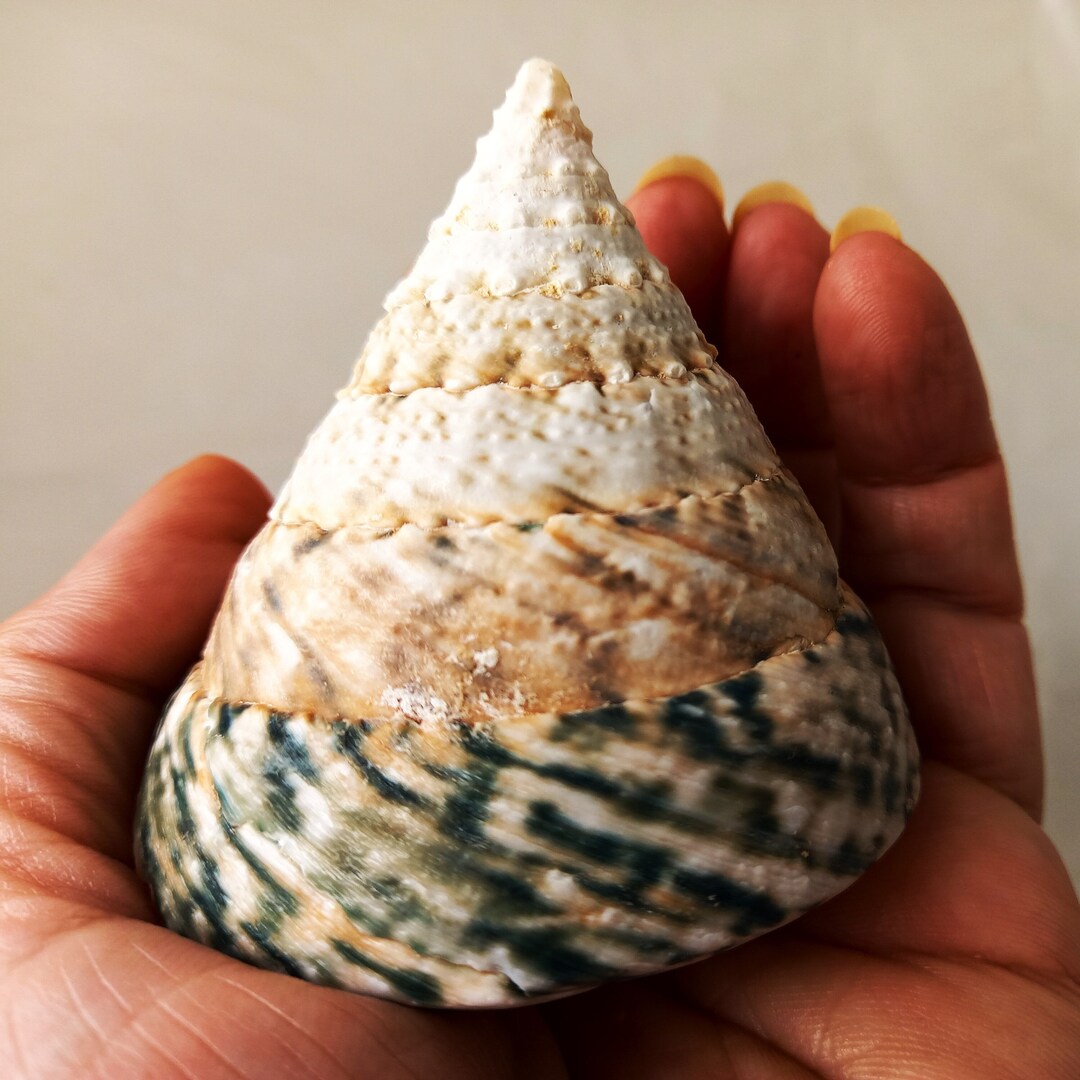 TECTUS PYRAMID SHELL. Seashell. Green Shell. Treasures of the Sea ...