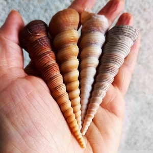 May include: Four spiral seashells in a hand. The shells are brown, white, and gray with a striped pattern.