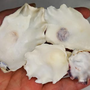 Peut inclure: Quatre coquilles d'huîtres blanches avec un léger reflet irisé. Les coquilles sont lisses et ont une texture légèrement rugueuse.