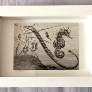 Framed 1890 seahorse print. Marine-themed home decor. A beautiful touch to evoke the sea and nature.
