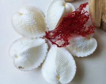 COEURS BLANCS de la MER : des coques cœur qui se remplissent de luminosité grâce à leur couleur blanche. Naturel et unique pour les détails décoratifs.