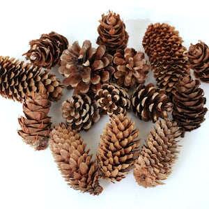 BEAUTIFUL FOREST FRUITS: three species of pinecones to decorate a corner of your home, perfect for crafts or for making a gift.