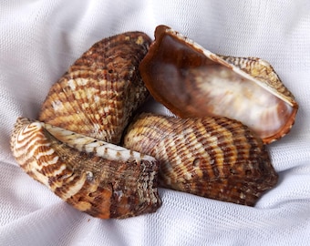 TURKEY WINGS: 4 beautiful, high-quality Noah's Ark seashells. Decorate your home, add to your collection, or give an unforgettable and original gift.