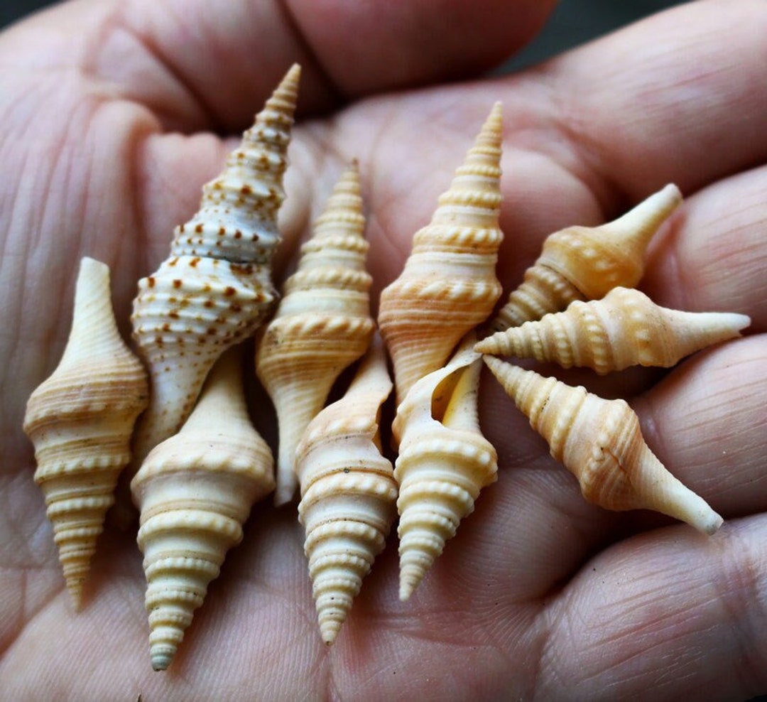 JAVA TURRED SHELLS. Turricula Javana. Javana Shell. Natural Shells ...