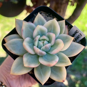 Echeveria Champagne Variegated