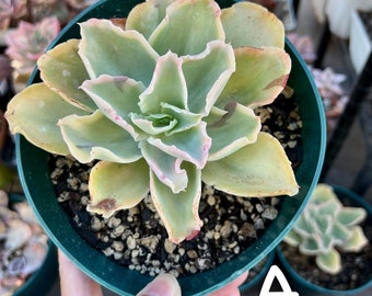 Echeveria Chantilly Yellow Claw Variegated