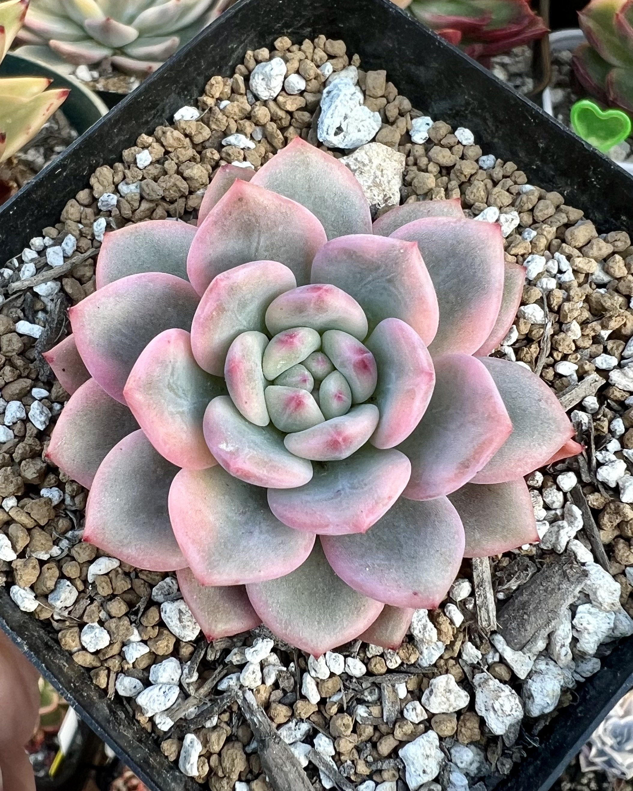 Echeveria Ariel Variegated - Etsy
