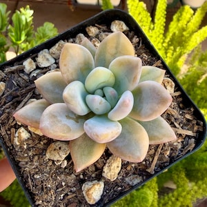 May include: A succulent plant with thick, fleshy, pointed leaves arranged in a rosette pattern. The leaves display a gradient of colors including pale green, soft yellow, and muted pink tones. The plant is potted in dark soil with small rocks.