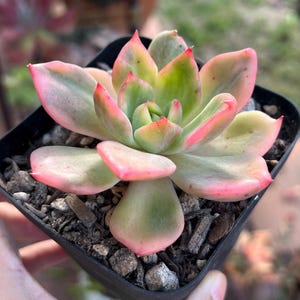 Echeveria Agavoides Snowflake Variegated