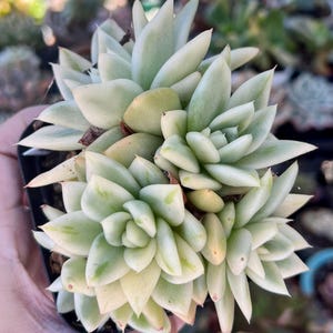 Echeveria Agavoides Happiness Maria Variegated Cluster