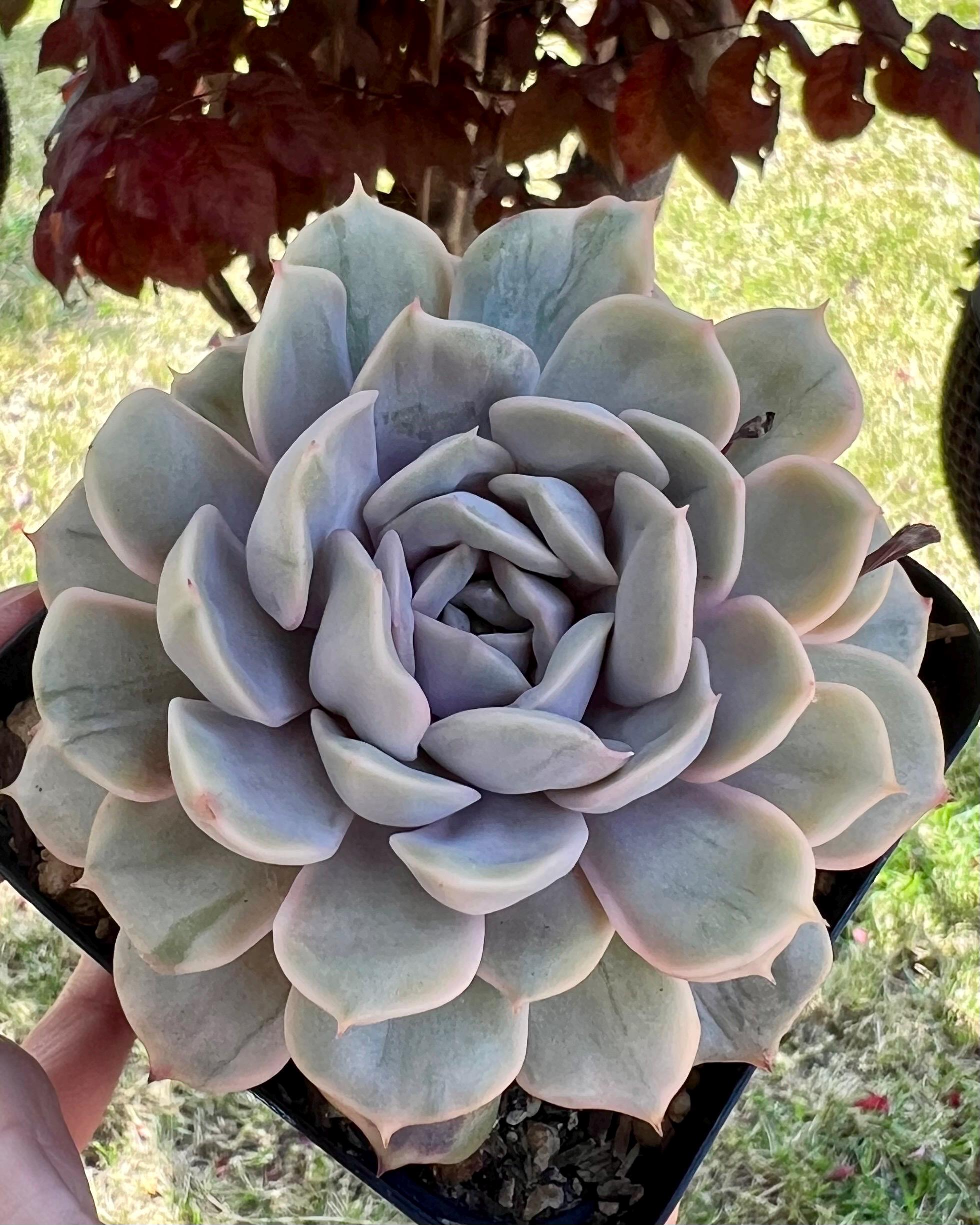 Echeveria Pink Funk Variegated - Etsy