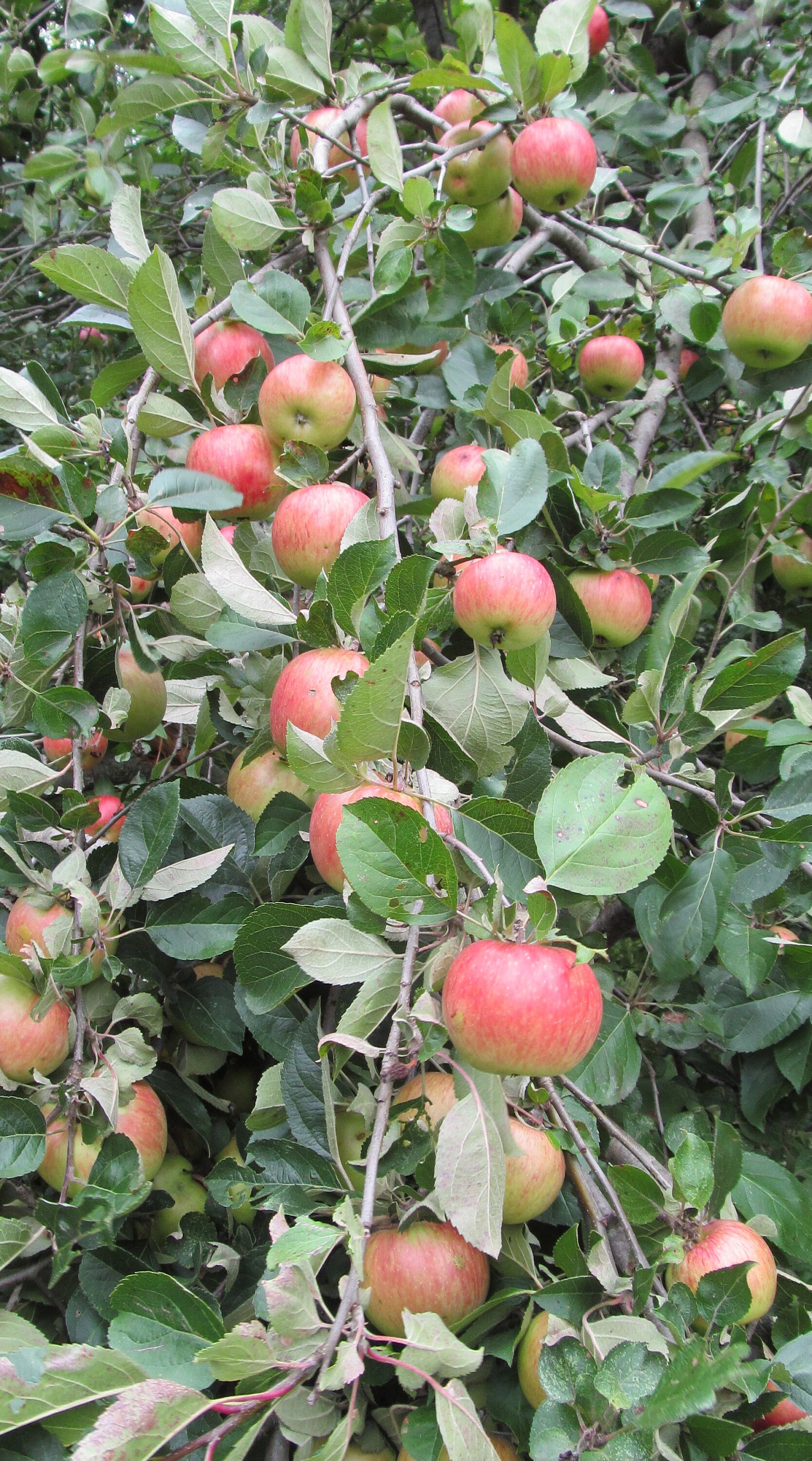 100 Heirloom Apple Seeds From Old Horse Ranch Etsy
