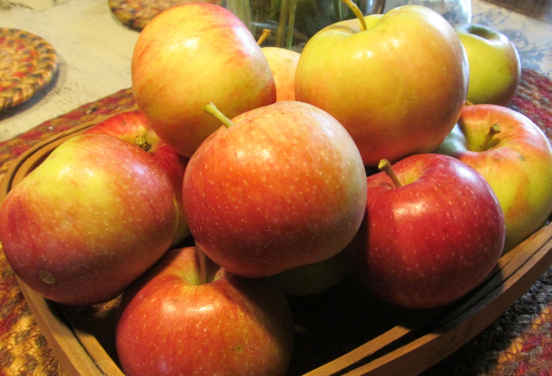 100 Heirloom Apple Seeds From Old Horse Ranch Etsy