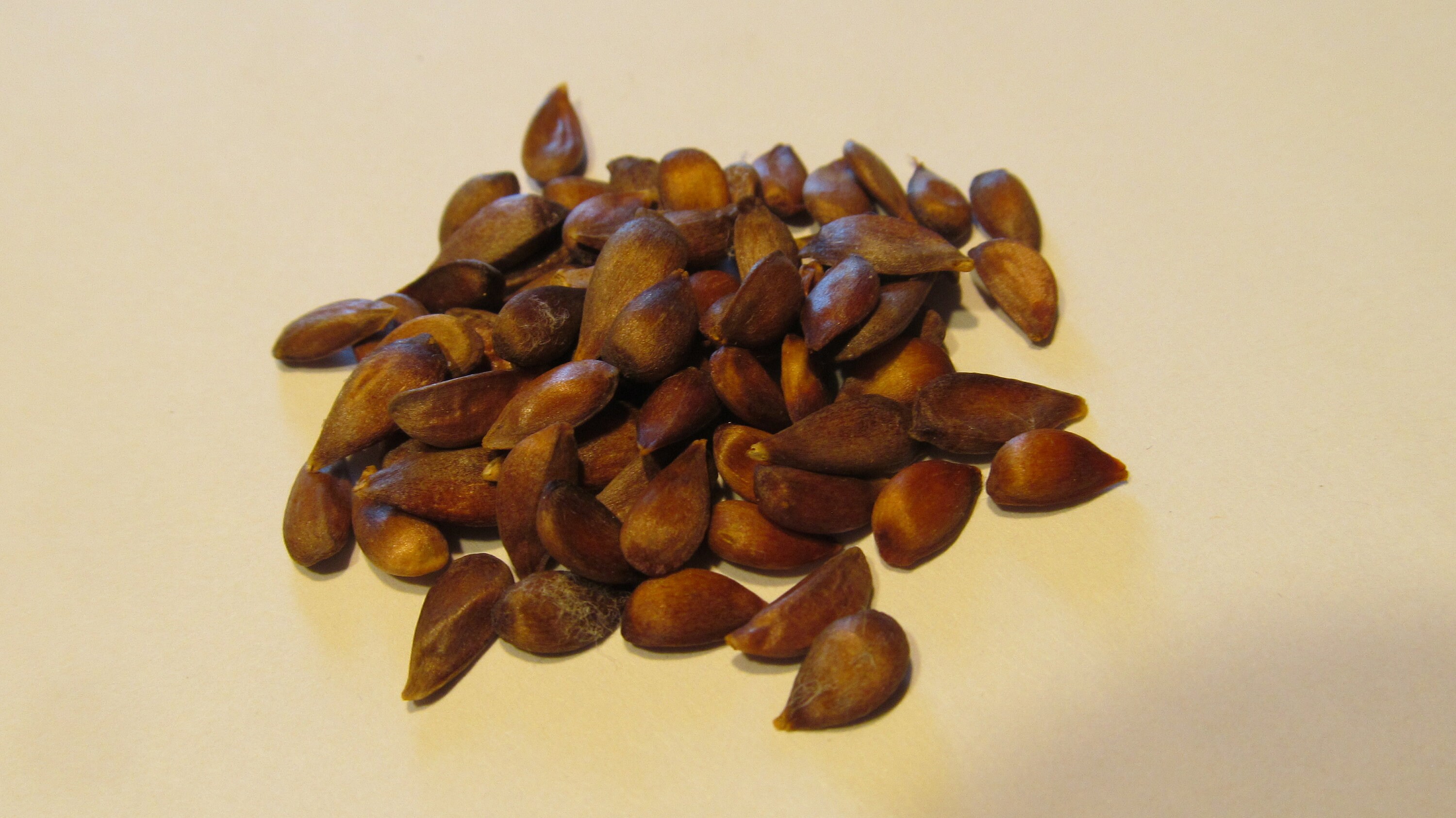 100 Heirloom Apple Seeds From Old Horse Ranch Etsy