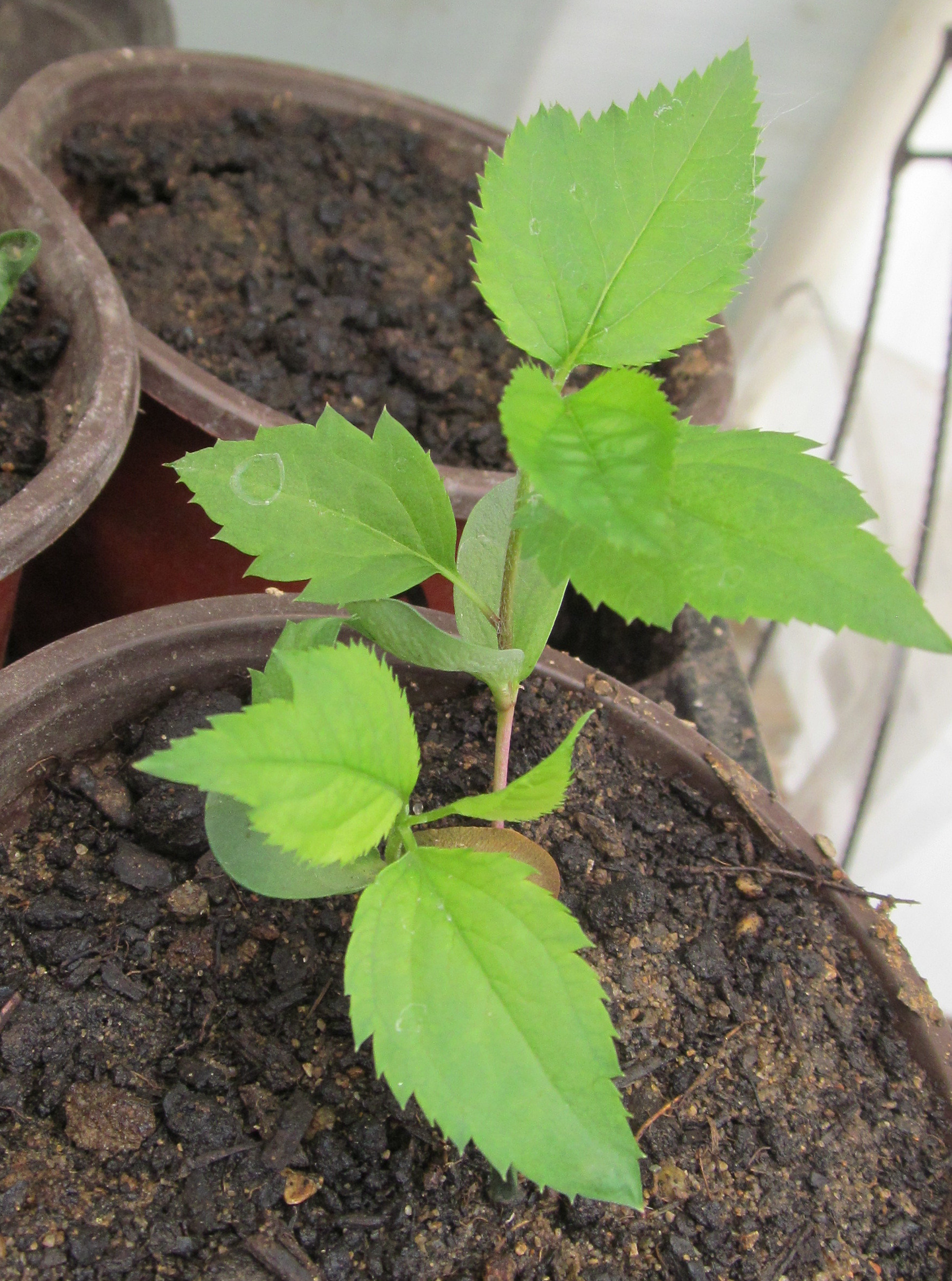 100 Heirloom Apple Seeds From Old Horse Ranch Etsy