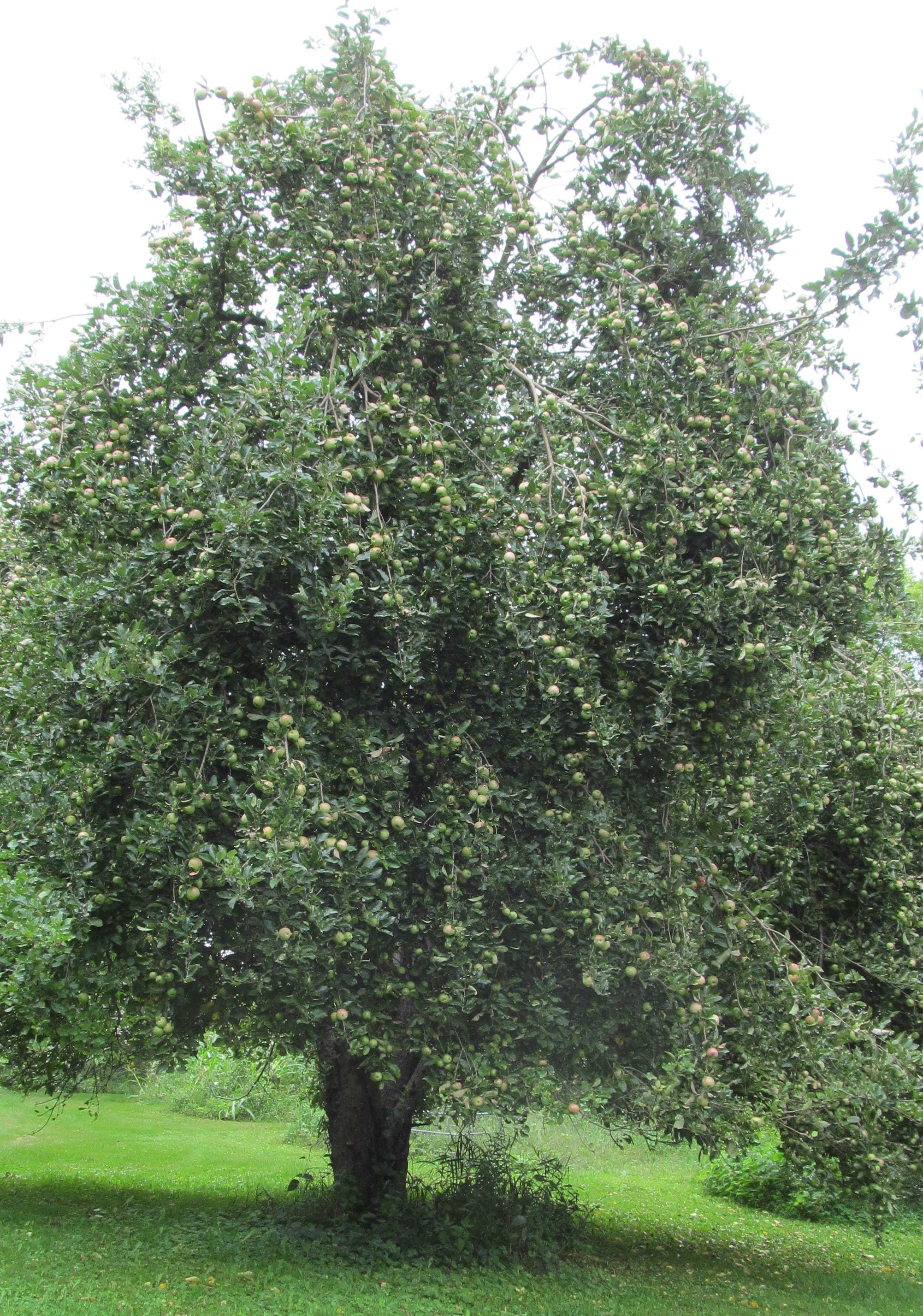 100 Heirloom Apple Seeds From Old Horse Ranch Etsy